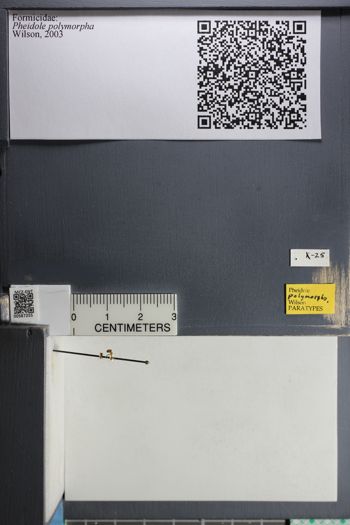 Media type: image;   Entomology 587255